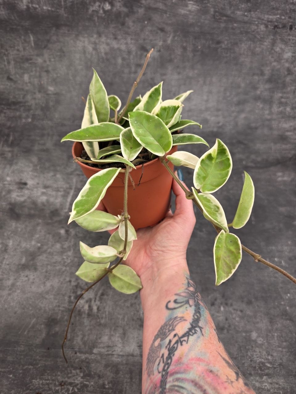 Hoya Carnosa Krimson Queen 12 cm