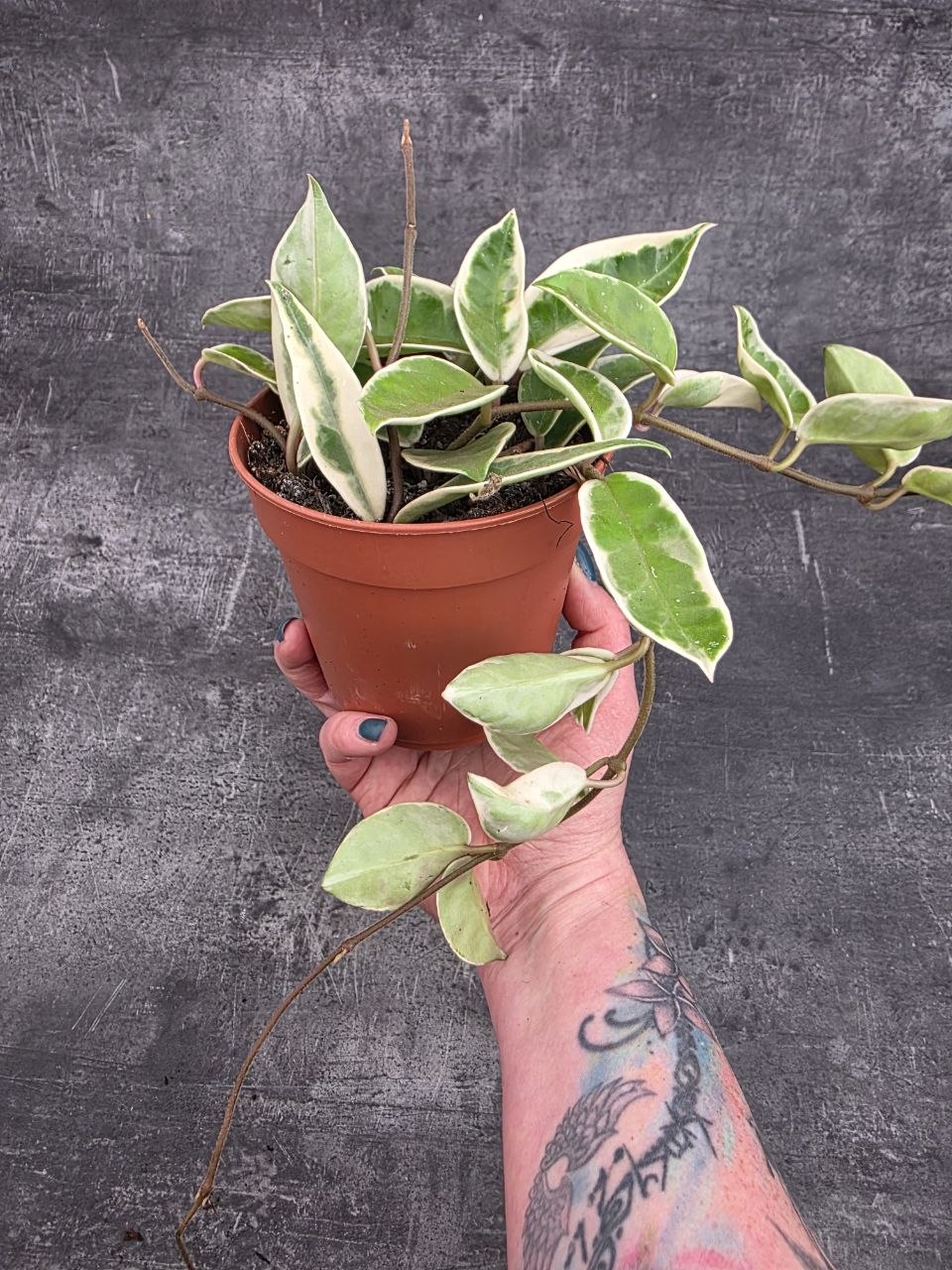 Hoya Carnosa Krimson Queen 12 cm