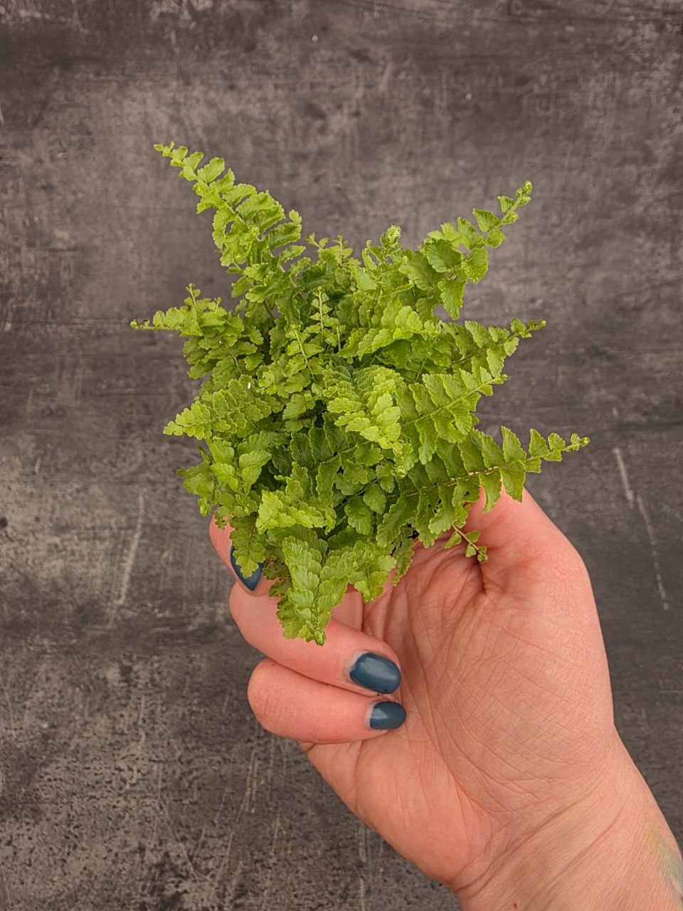 Nephrolepis Green Fantasy mini