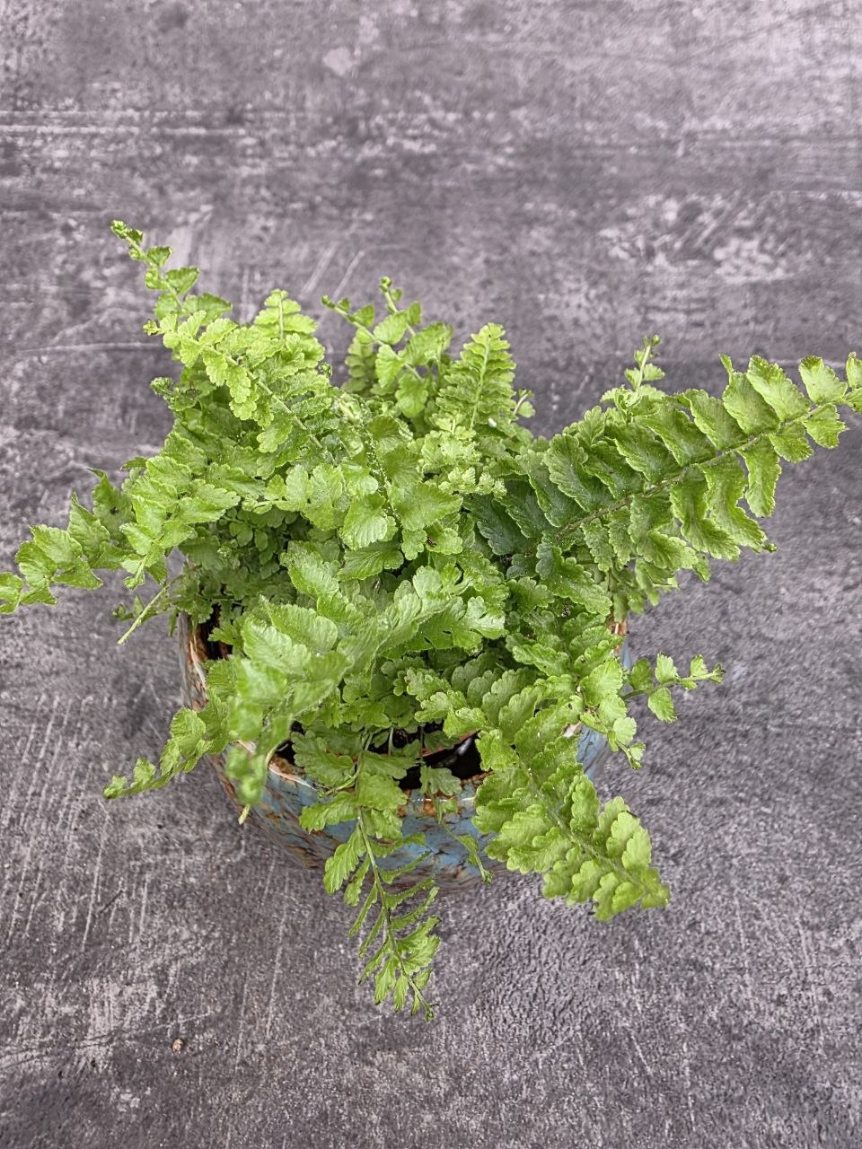 Nephrolepis Green Fantasy mini