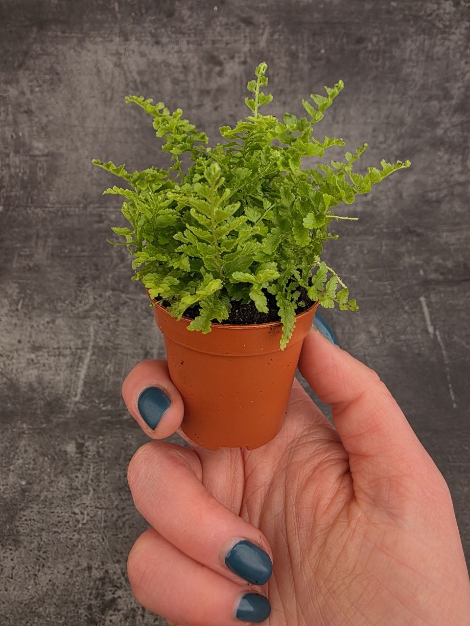 Nephrolepis Green Fantasy mini