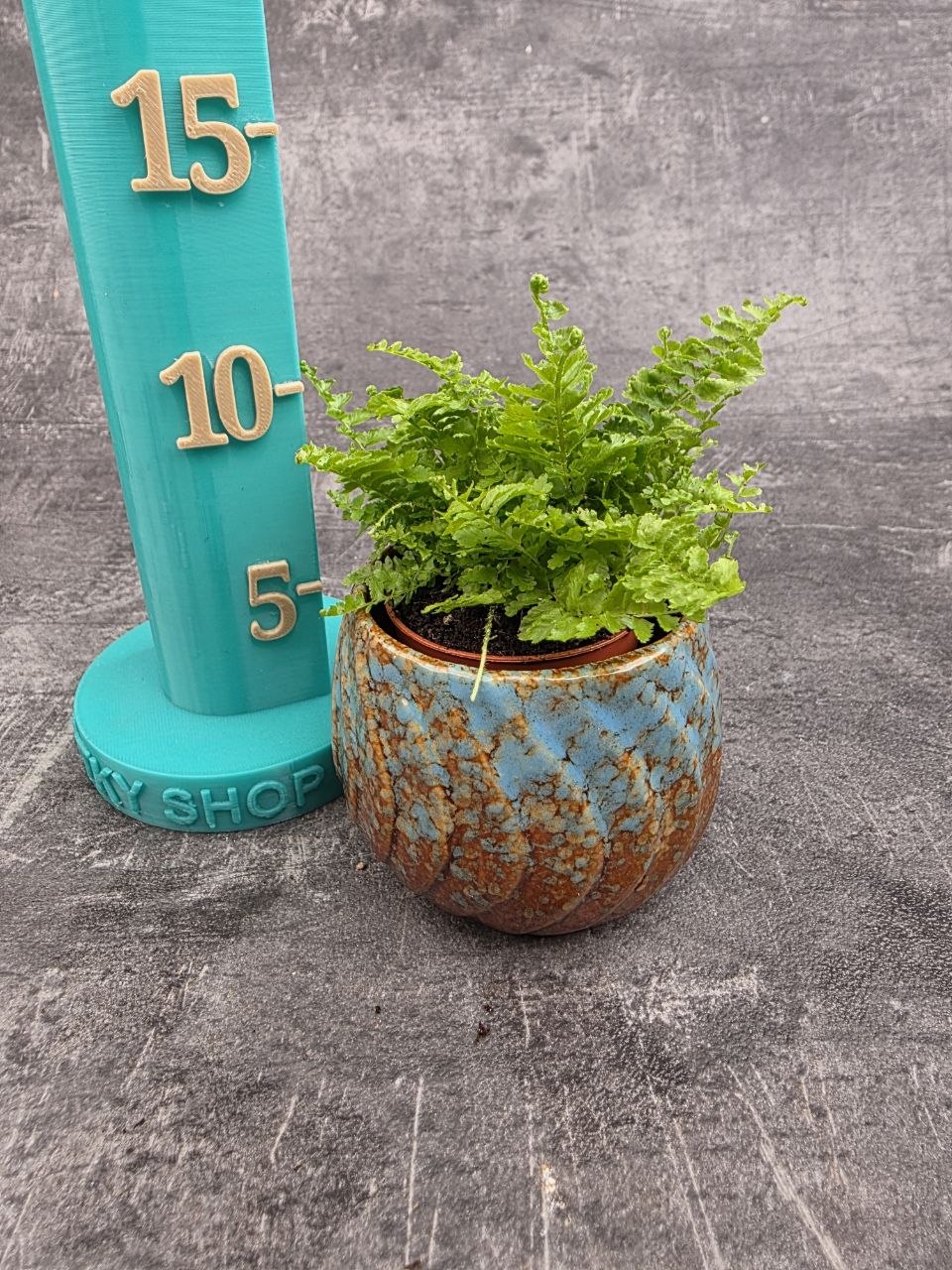 Nephrolepis Green Fantasy mini