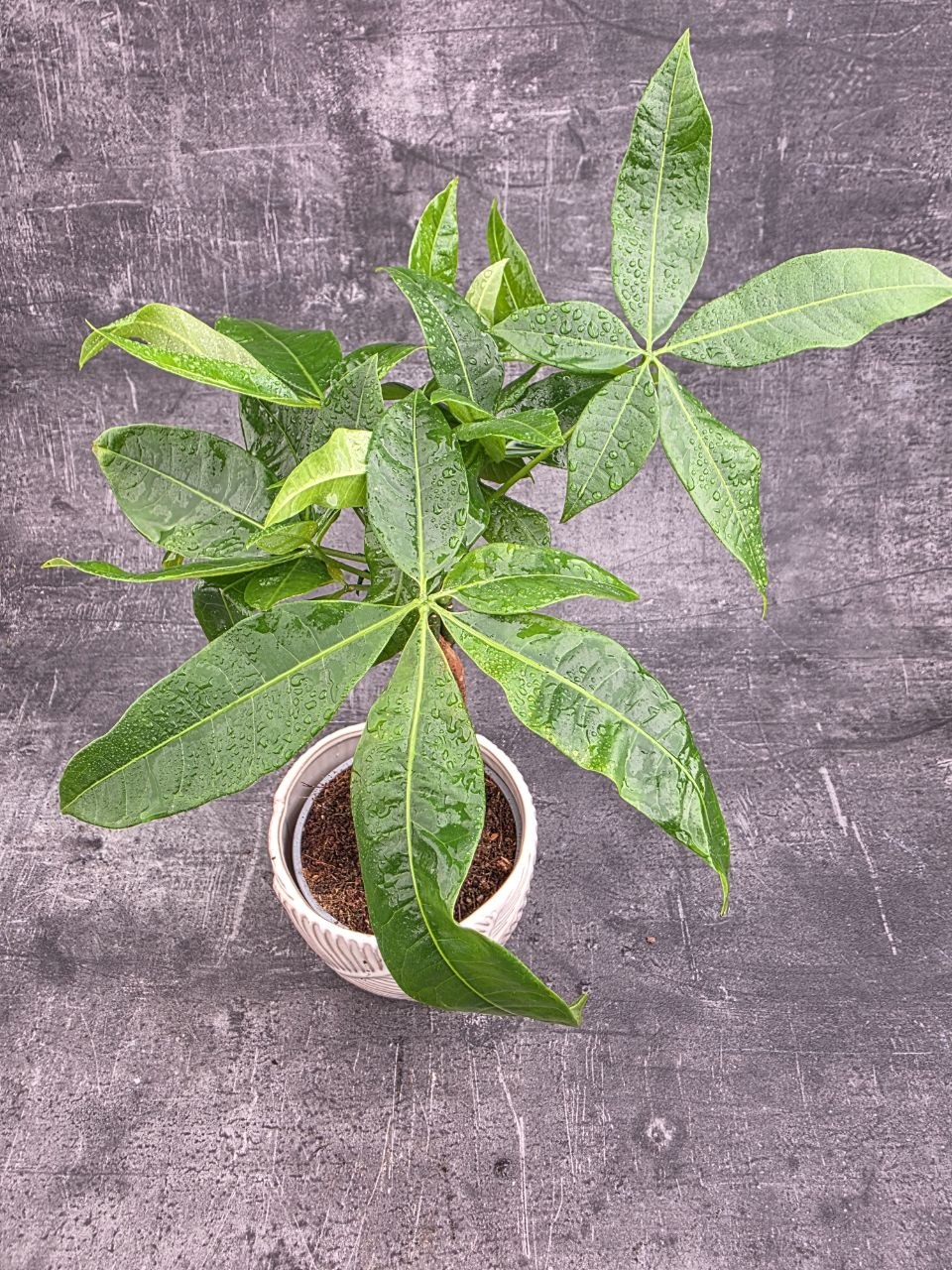 Pachira Aquatica, strom štěstí 12 cm