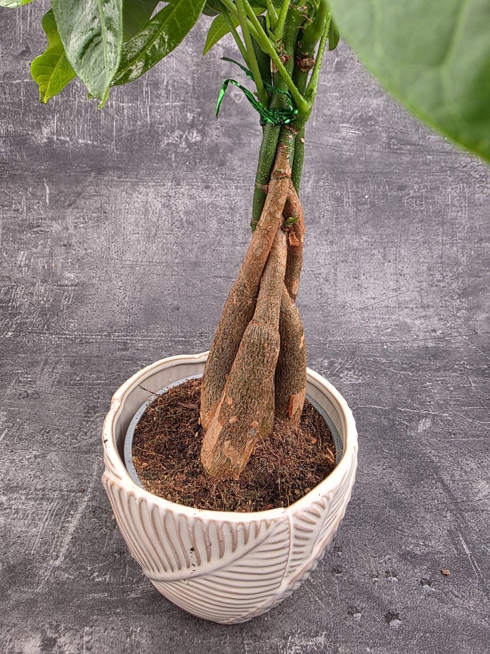 Pachira Aquatica, strom štěstí 12 cm