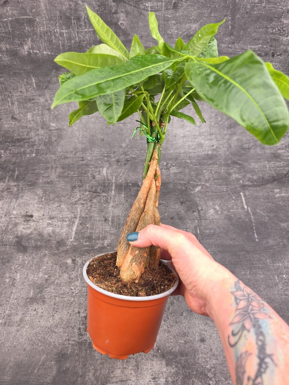 Pachira Aquatica, strom štěstí 12 cm