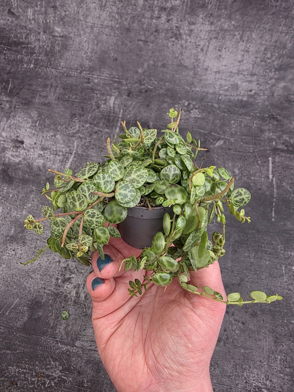 Peperomia Prostrata mini