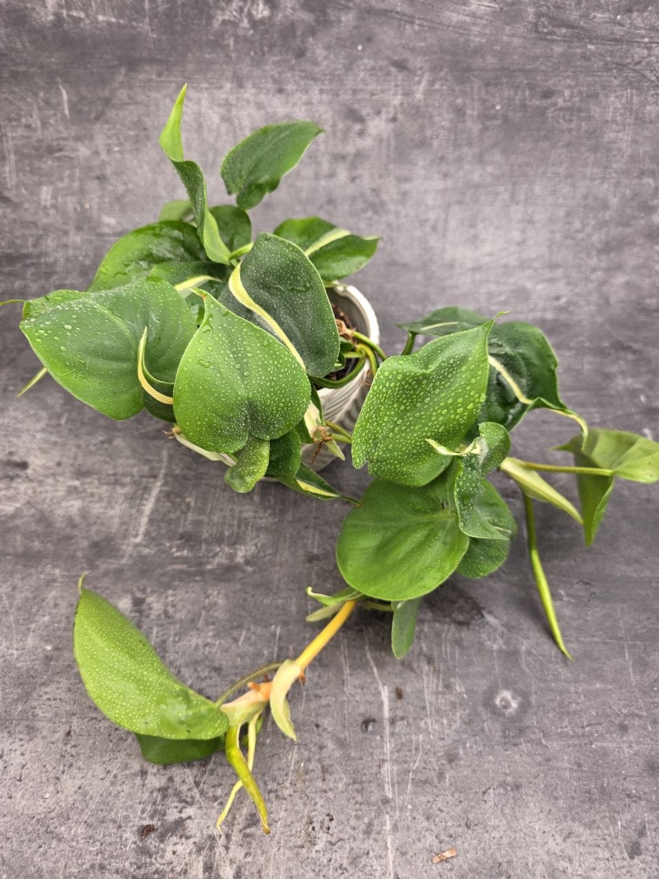 Philodendron Rio