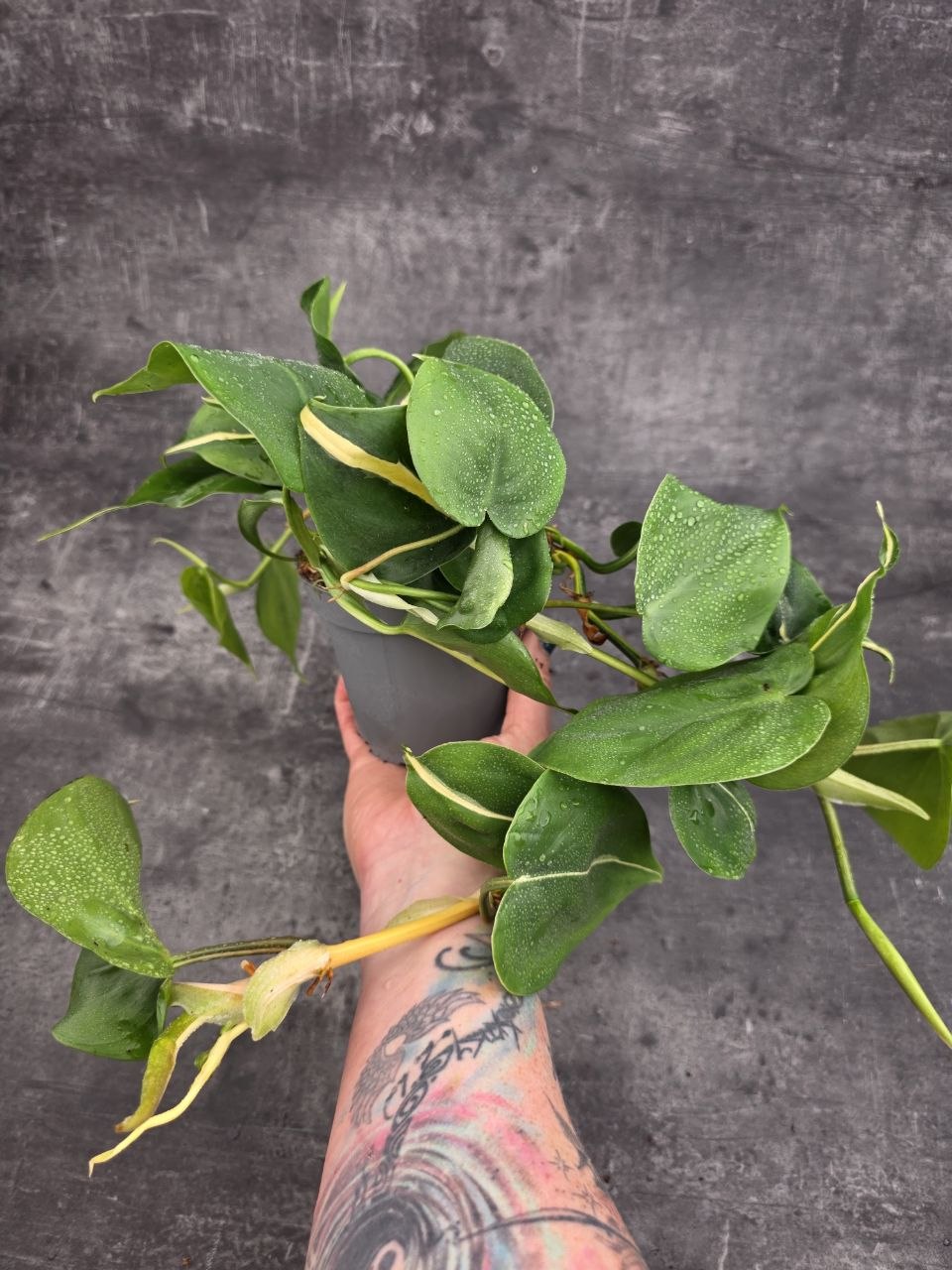 Philodendron Rio