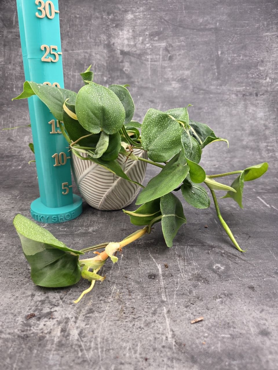 Philodendron Rio