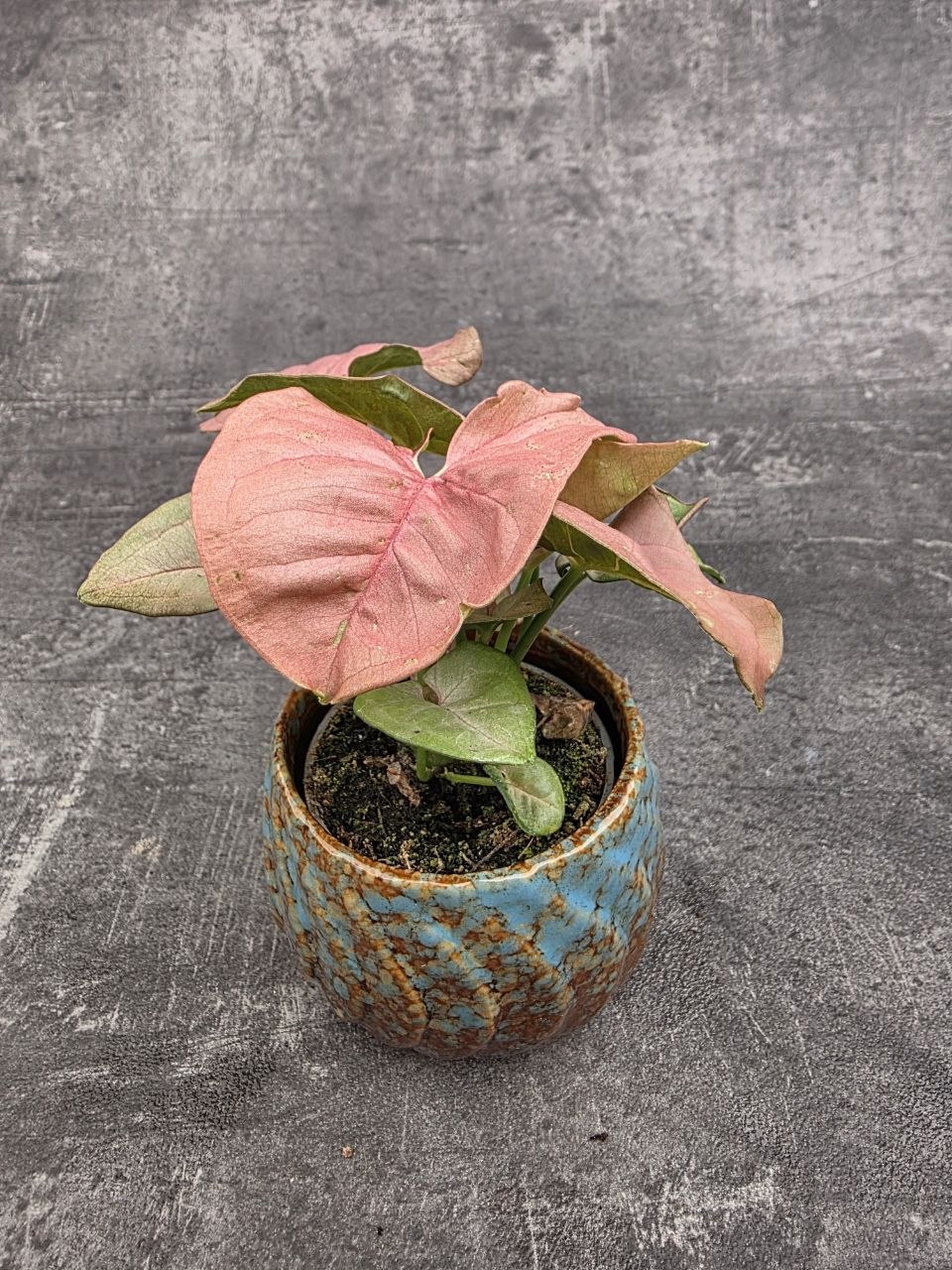 Syngonium Pink mini