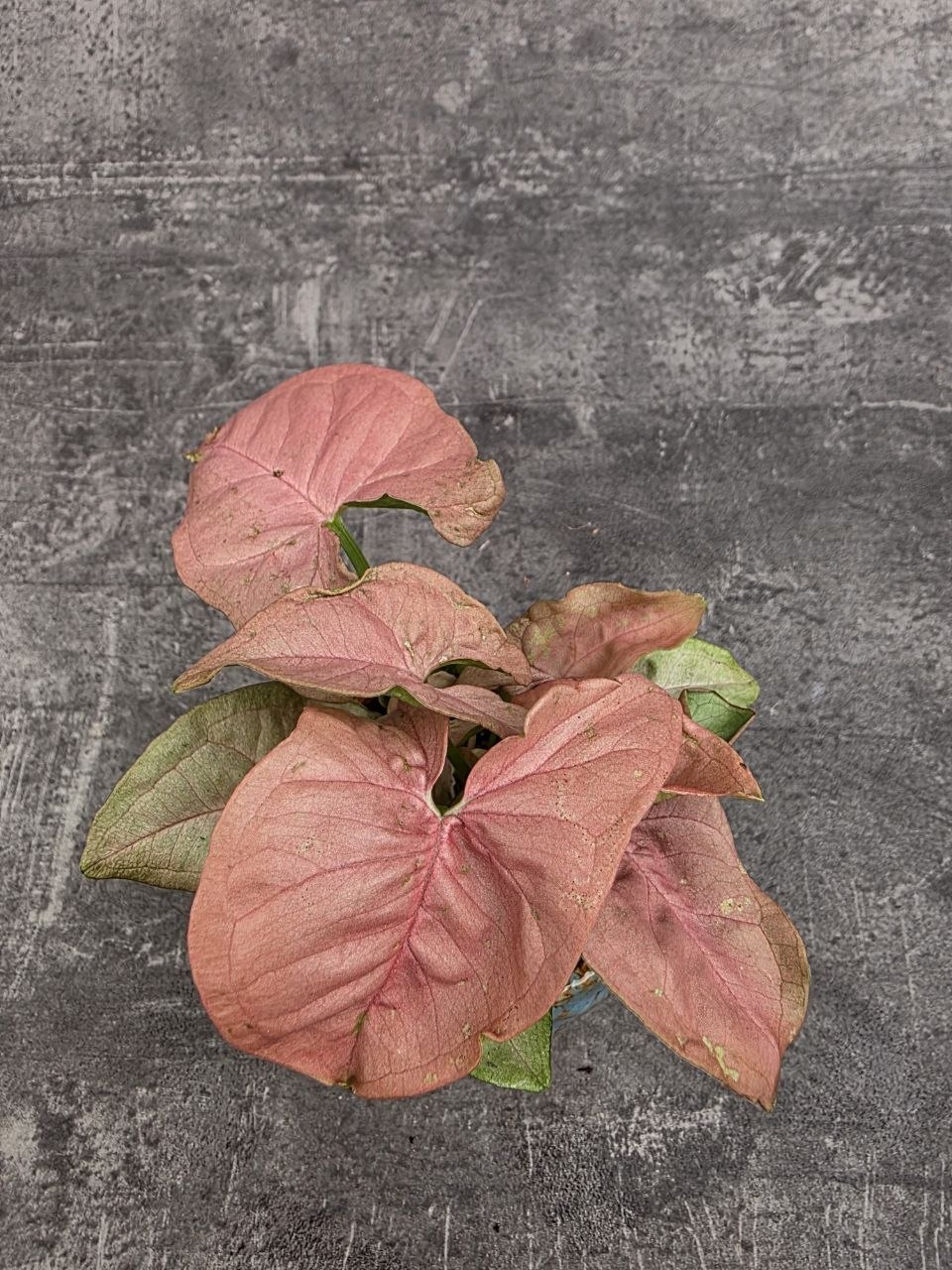 Syngonium Pink mini