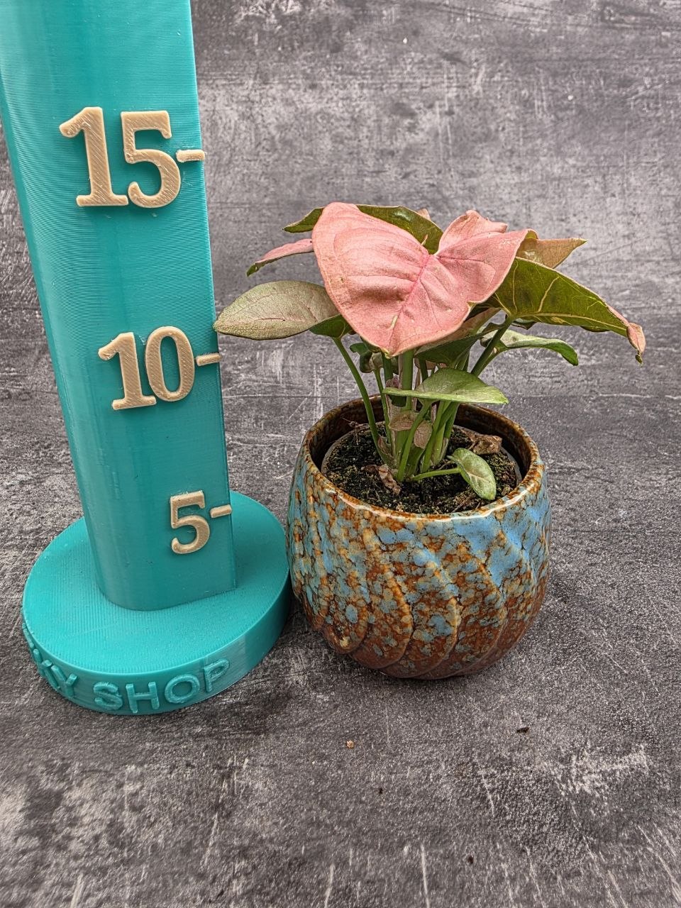Syngonium Pink mini