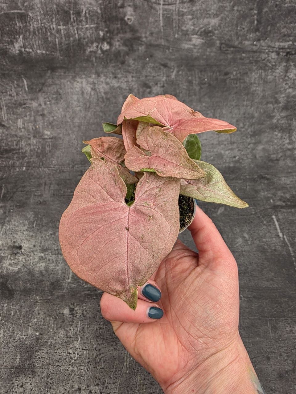 Syngonium Pink mini