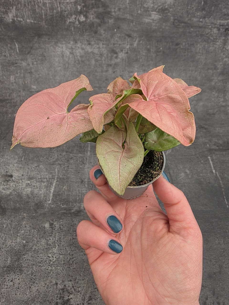 Syngonium Pink mini