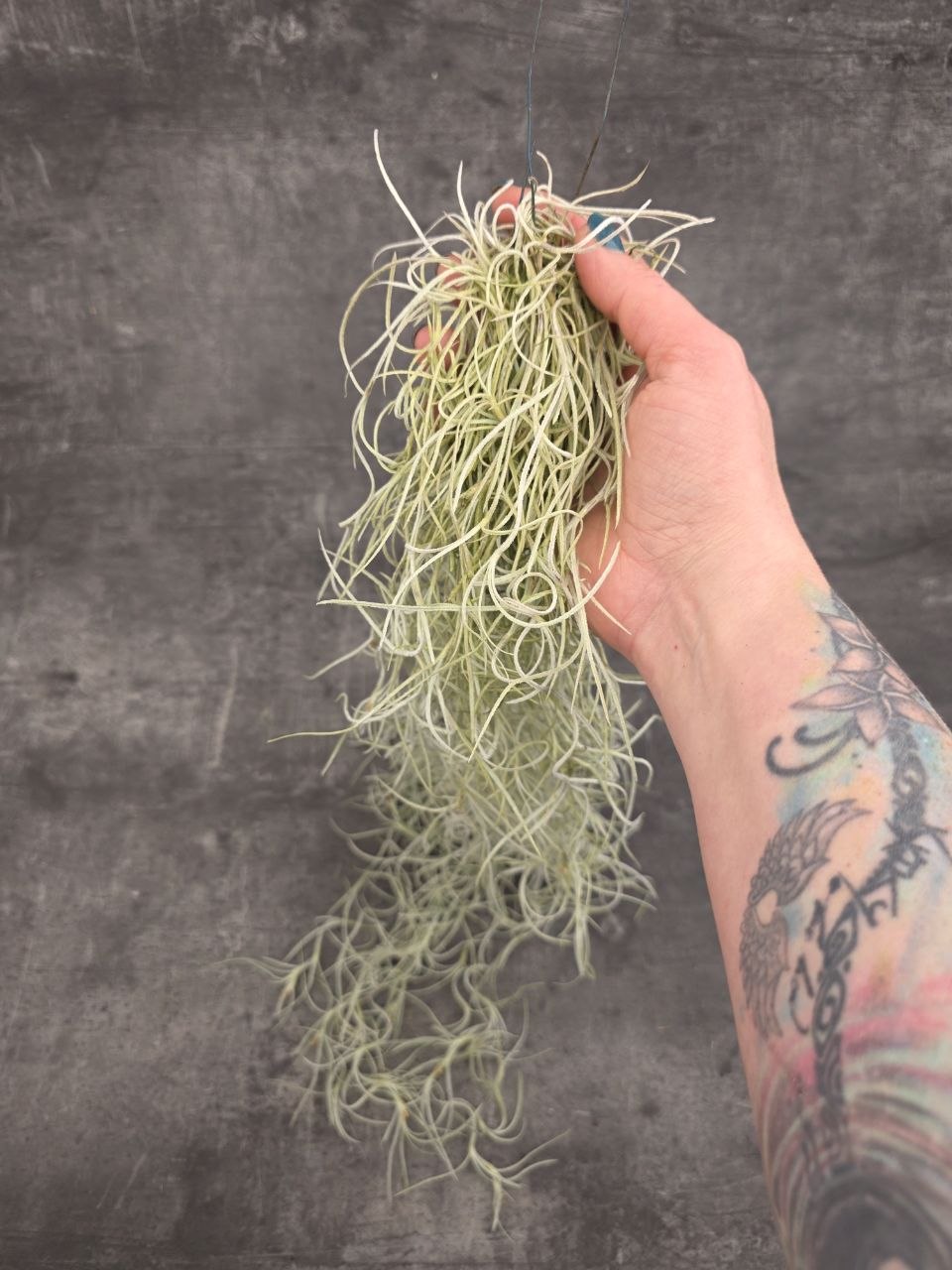 Tillandsia Usneoides