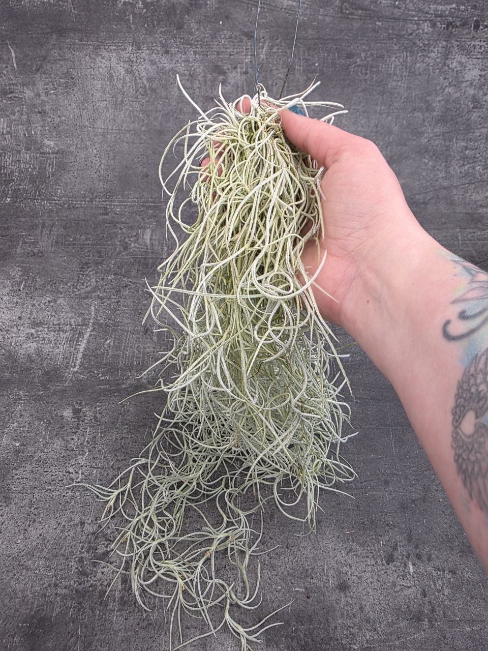 Tillandsia Usneoides