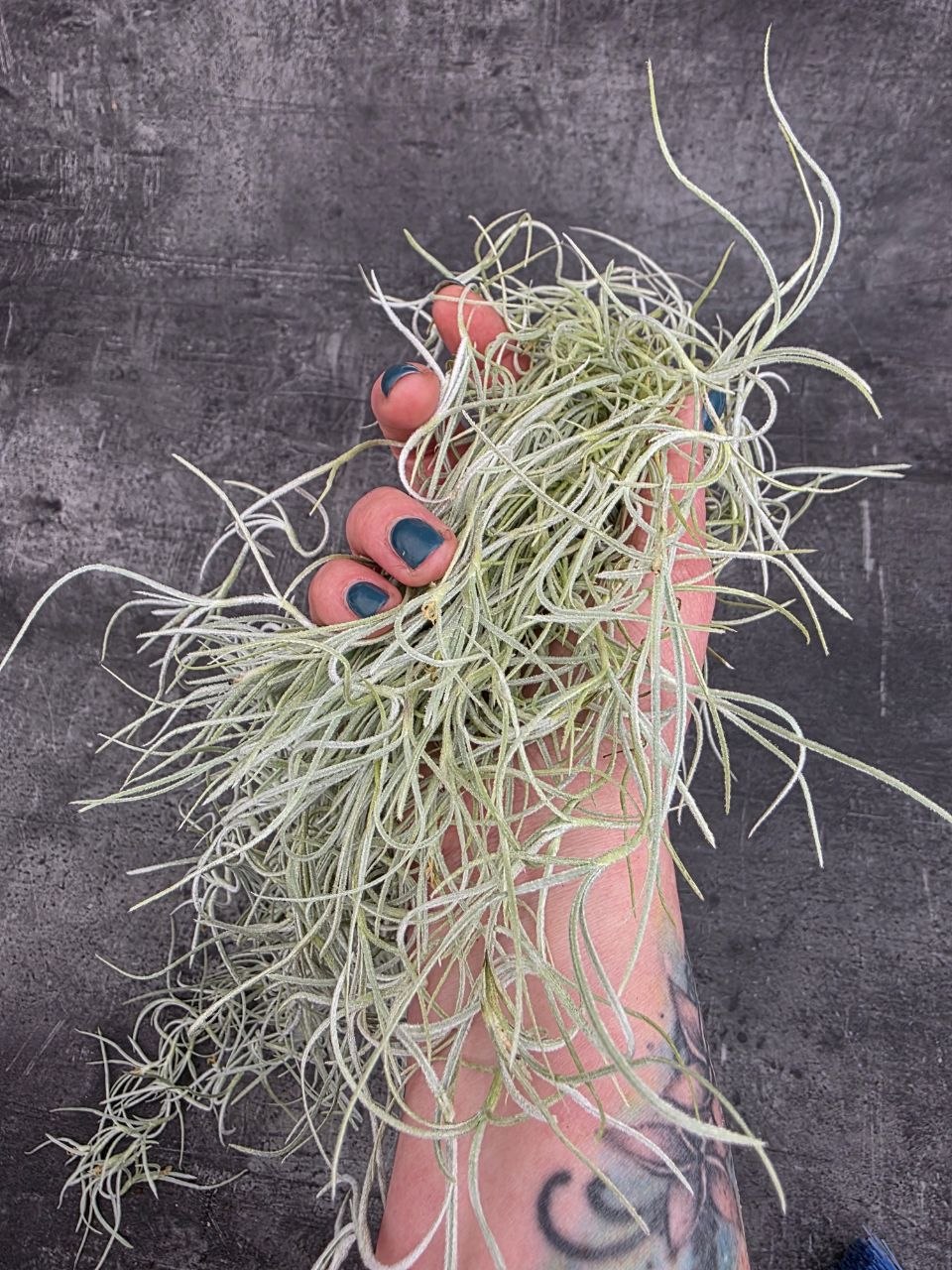 Tillandsia Usneoides