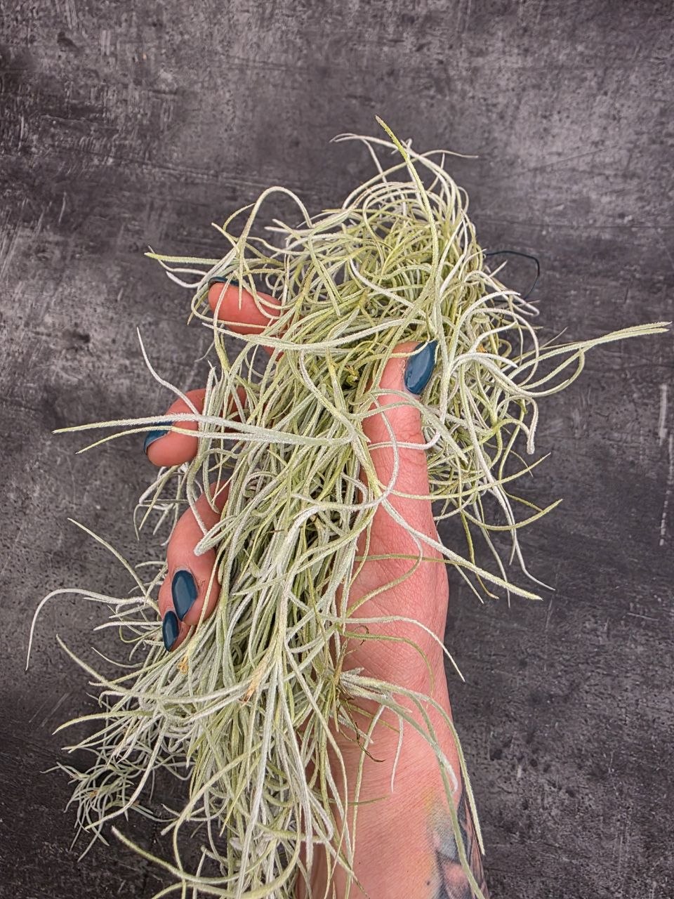 Tillandsia Usneoides