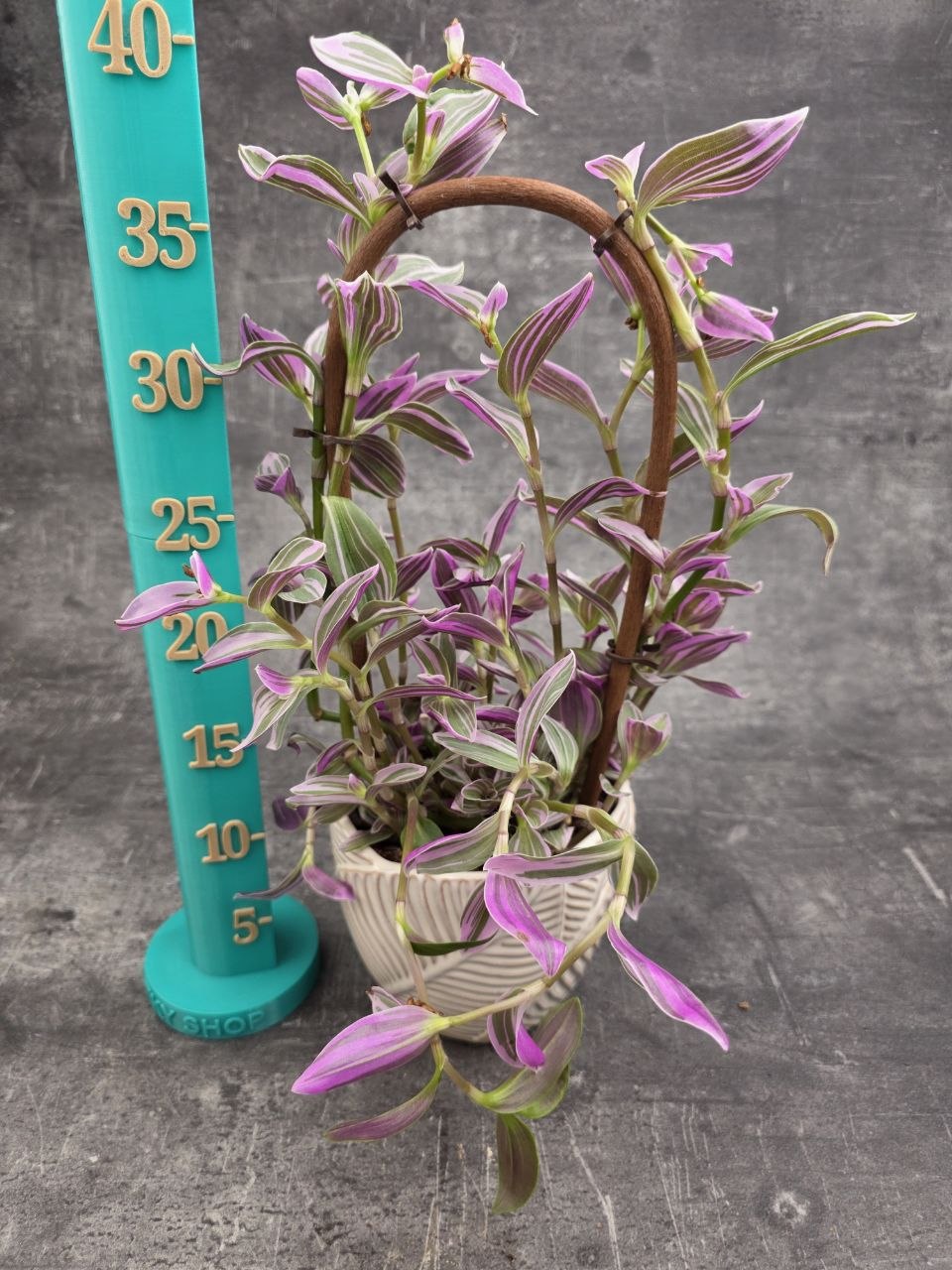 Tradescantia Pink na oblouku