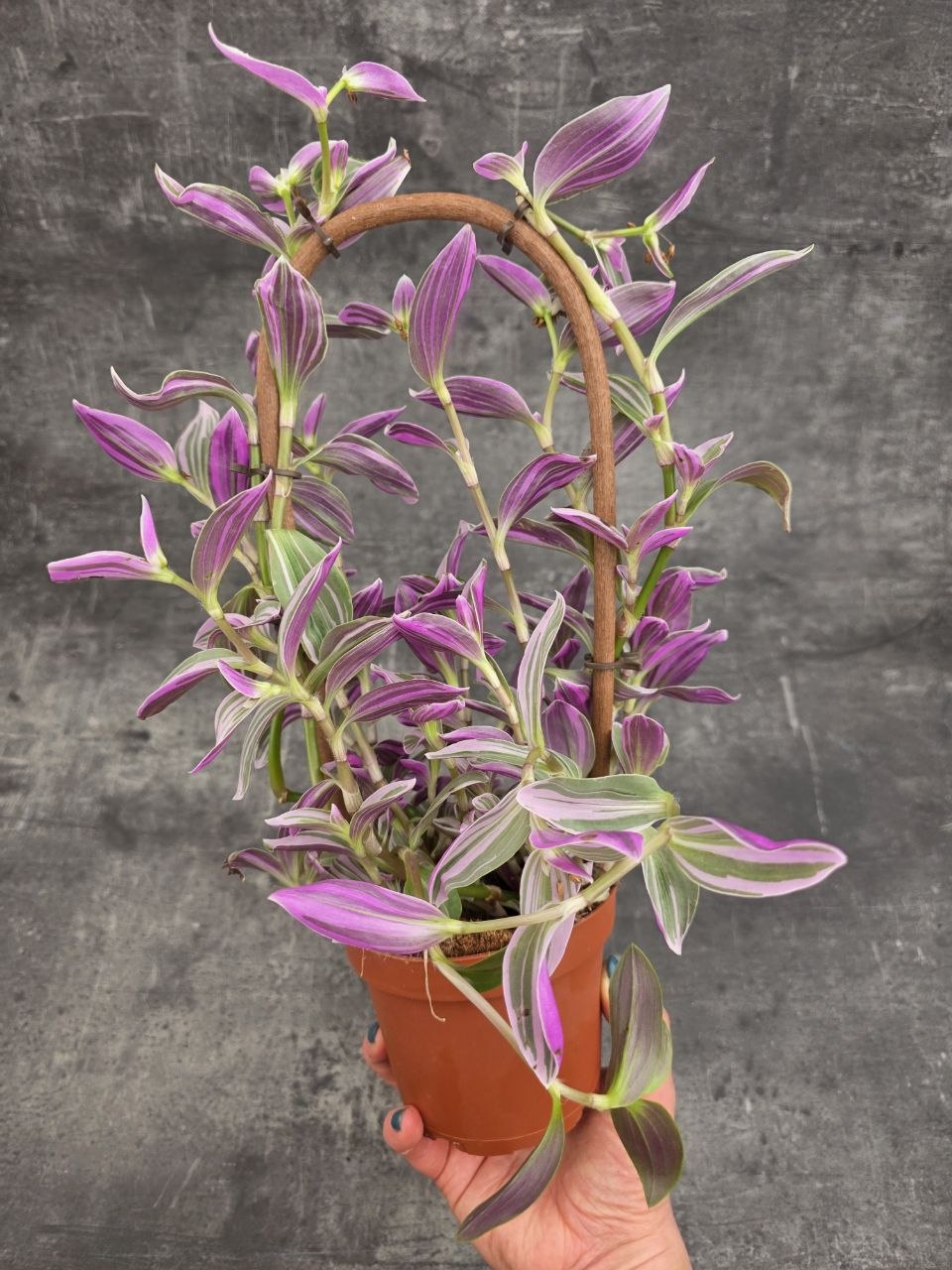 Tradescantia Pink na oblouku
