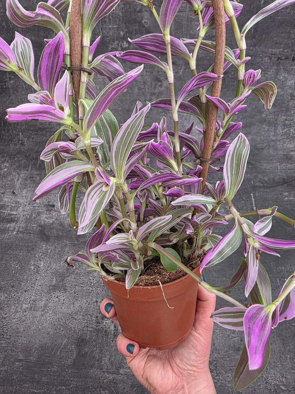 Tradescantia Pink na oblouku