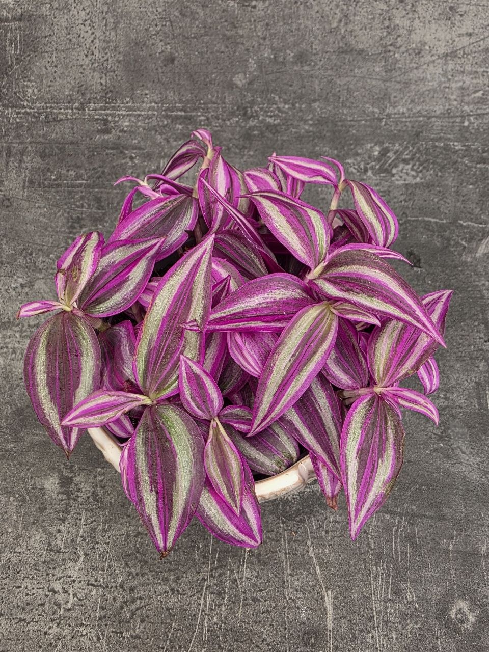 Tradescantia Fluminensi Pink Paradise 12 cm