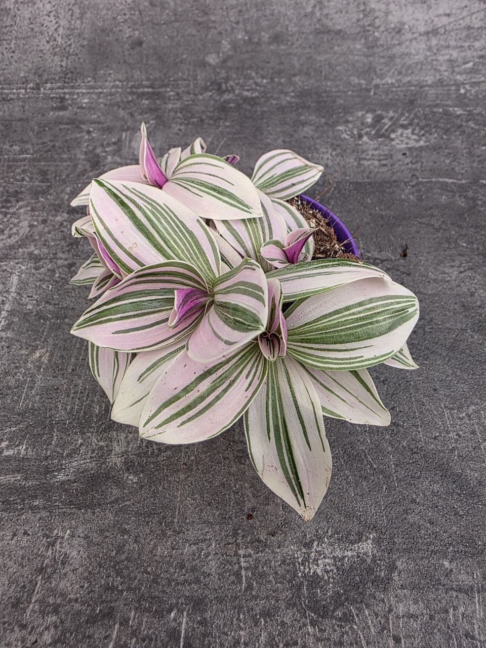 Tradescantia sweetness mini