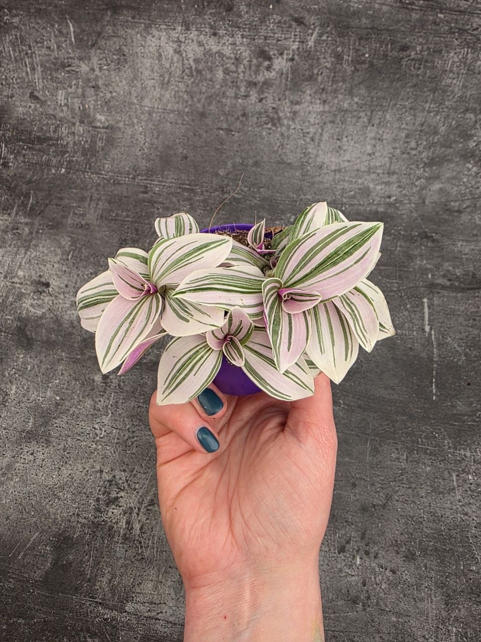 Tradescantia sweetness mini