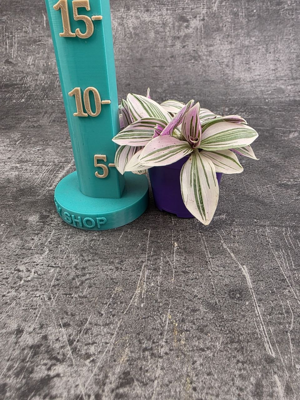 Tradescantia sweetness mini