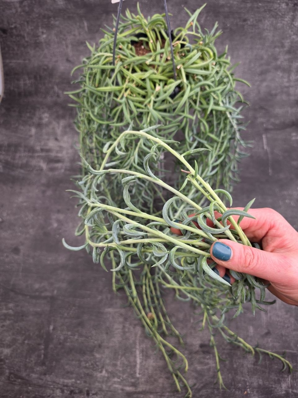 Senecio Radicans závěs  XXL