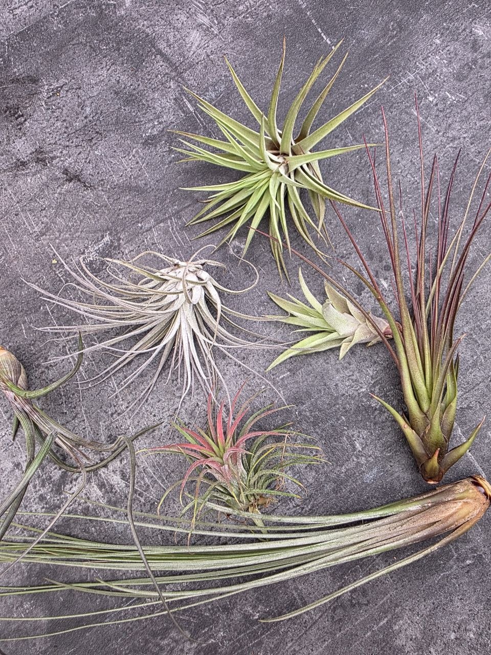 Tillandsia šedivá tučnolistá 2