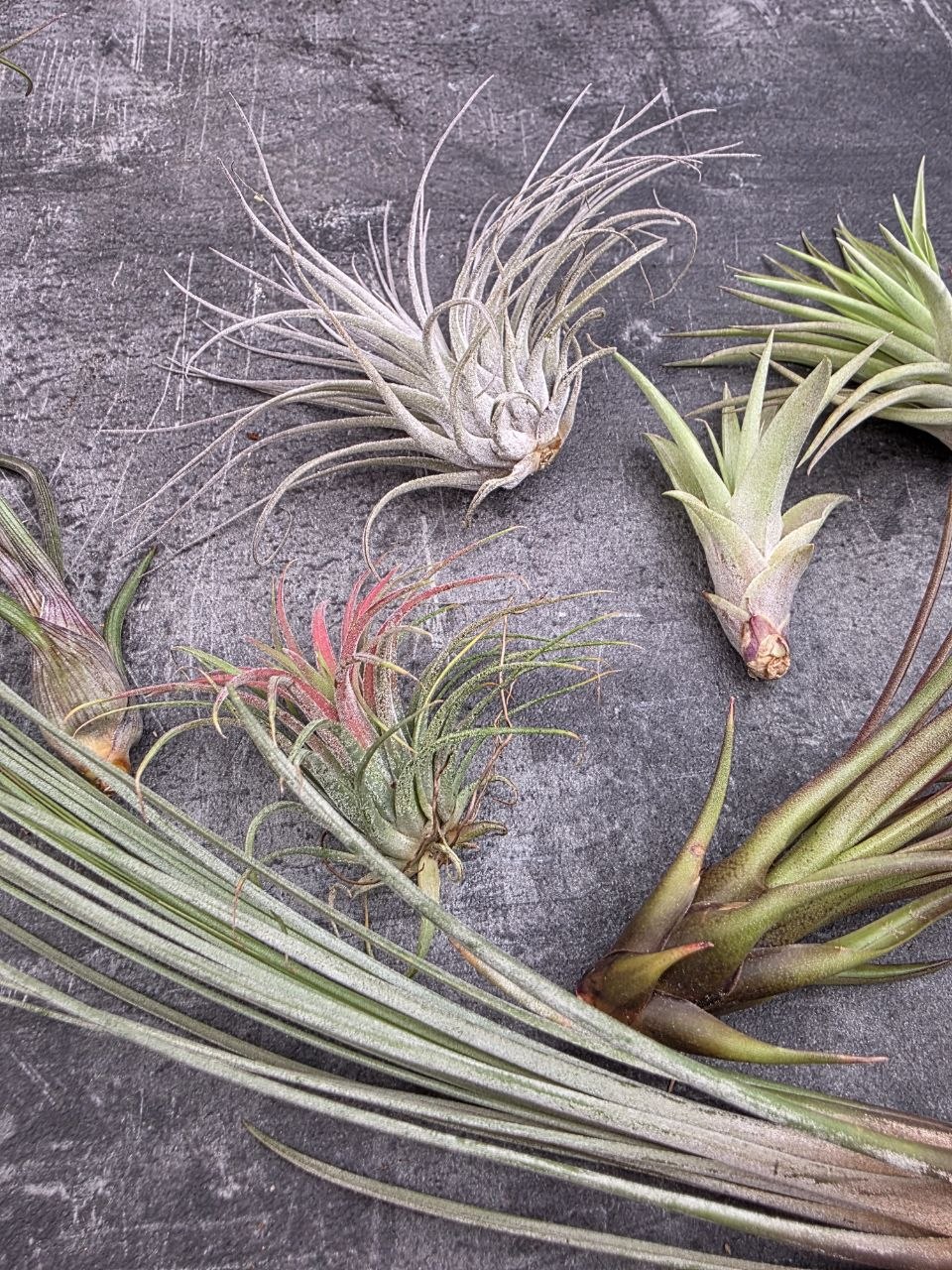Tillandsia šedivá tučnolistá 2