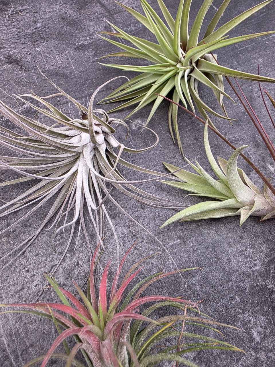 Tillandsia šedivá tučnolistá 2
