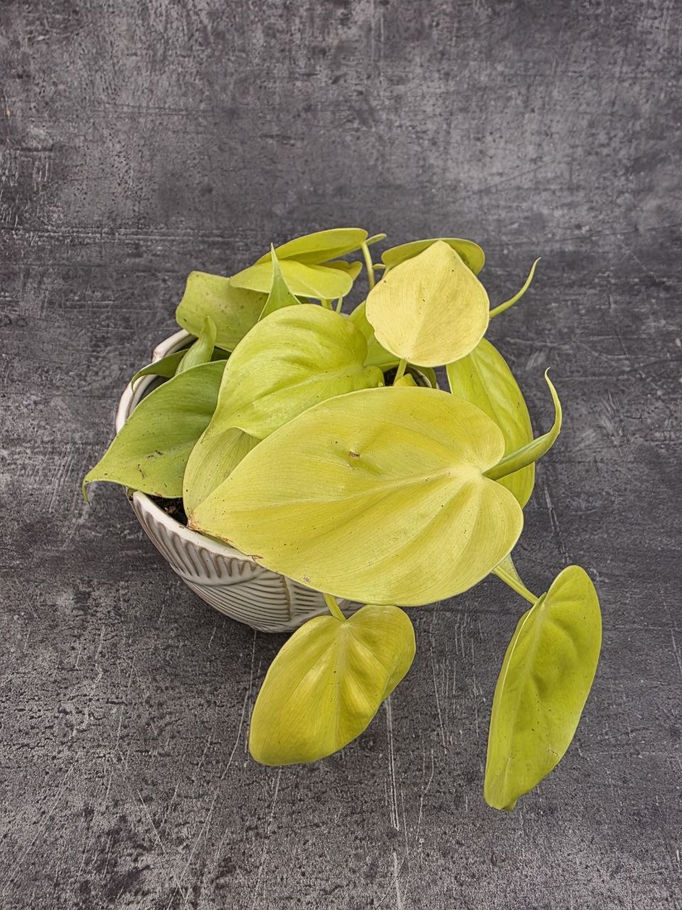 philodendron big leaves Philodendron Florida Beauty (5/6 Leaves) 