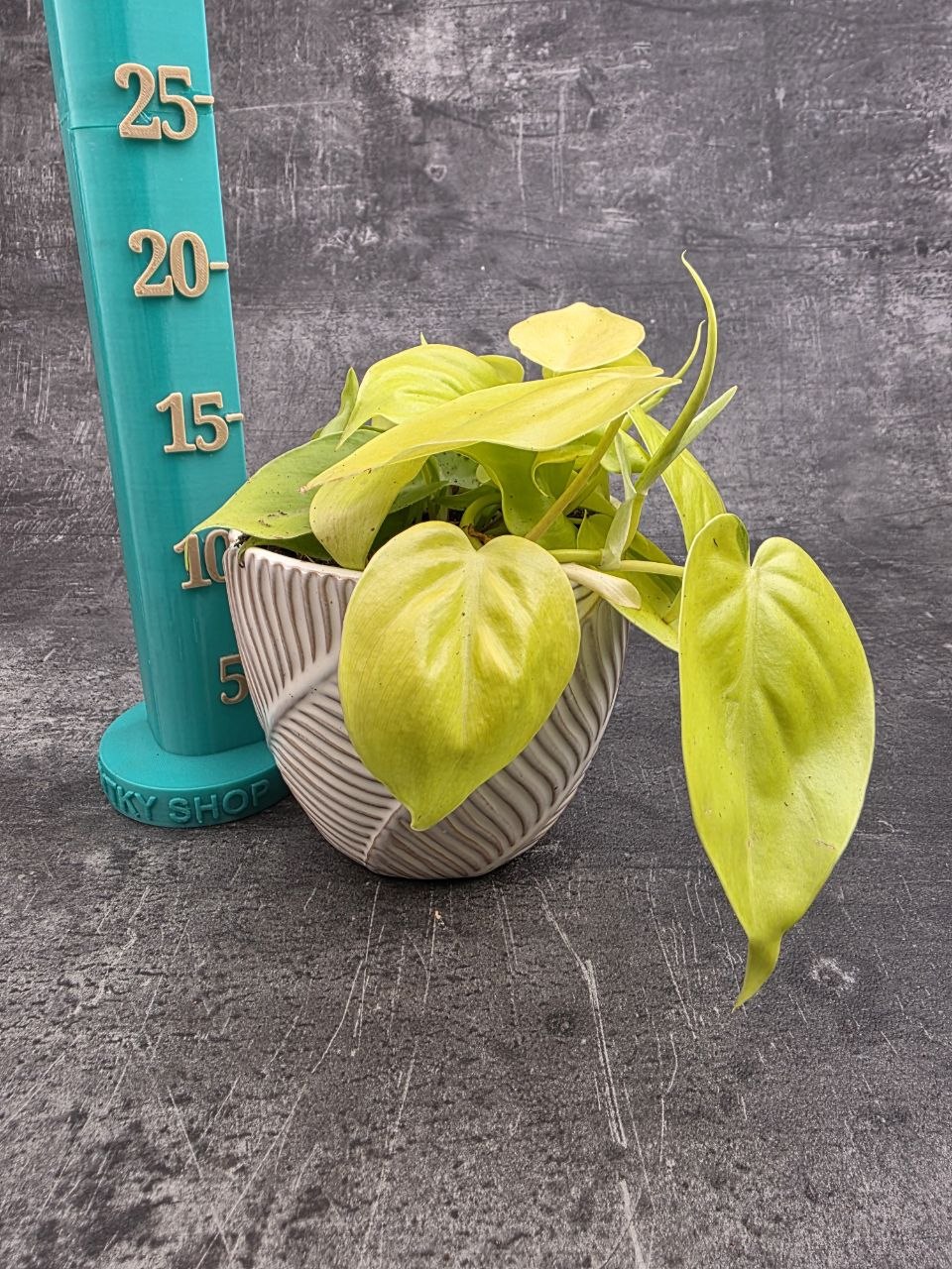 Philodendron Scandens Micans Lime | KYTKYshop