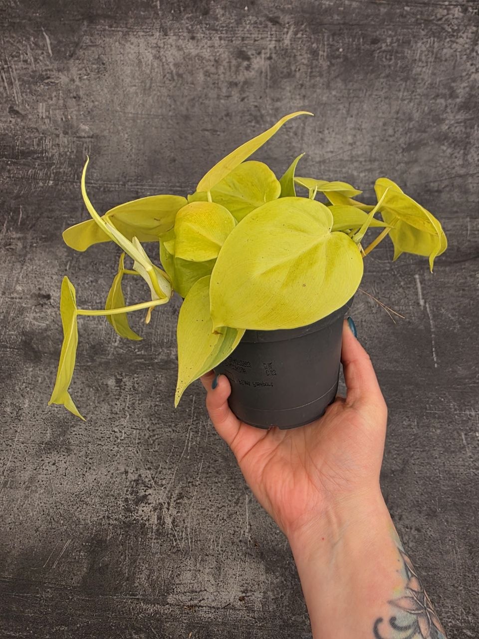daniela plant Ficus 'Daniella' 17