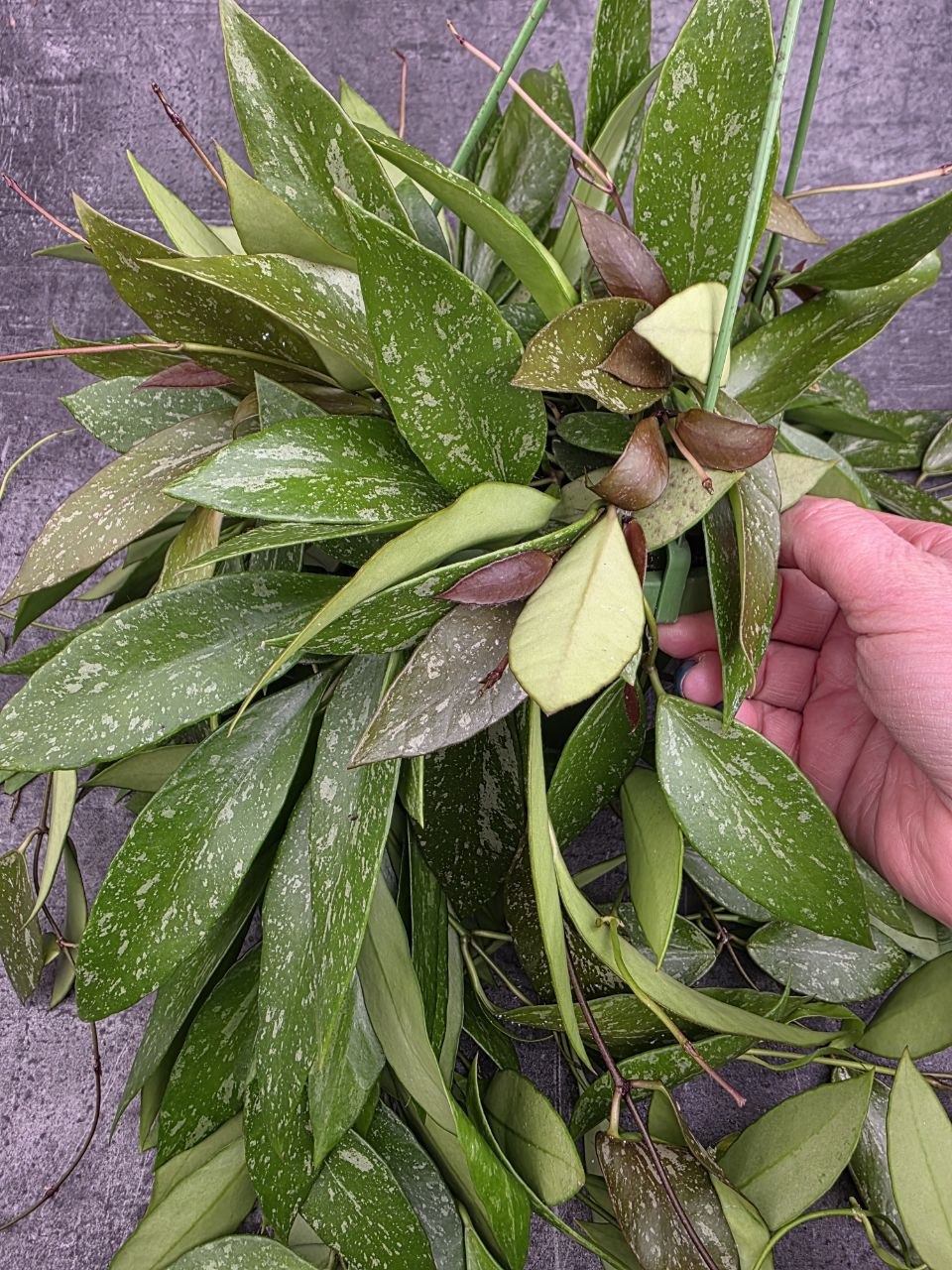 Hoya Memoria závěs 14 cm