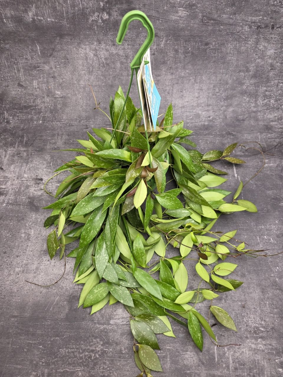 Hoya Memoria závěs 14 cm