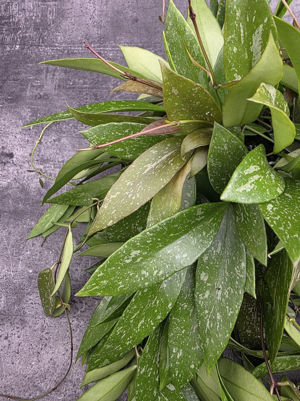 Hoya Memoria závěs 14 cm