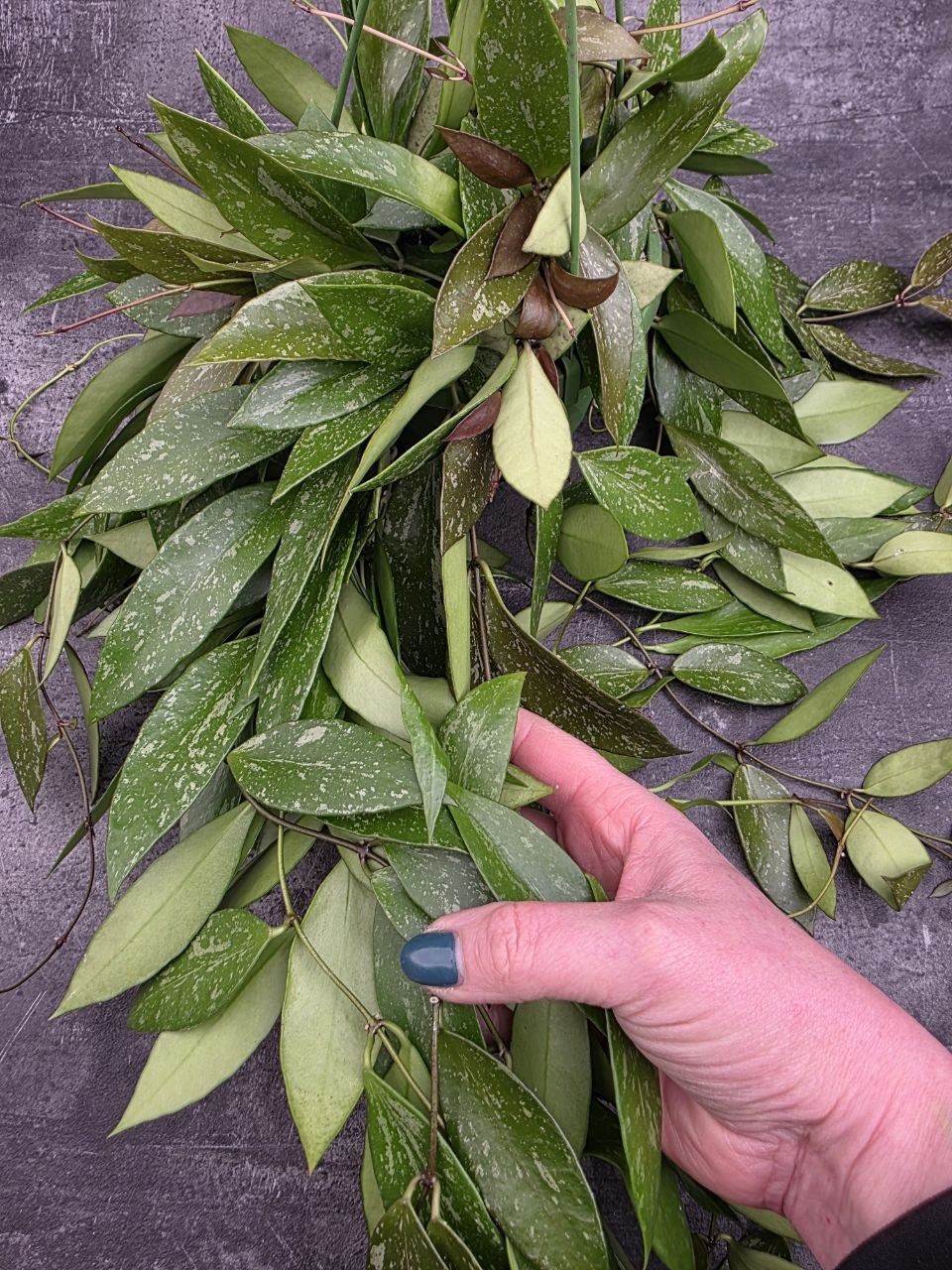 Hoya Memoria závěs 14 cm