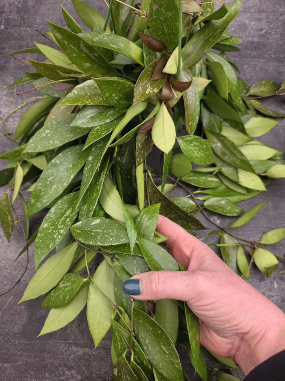 Hoya Memoria závěs 14 cm