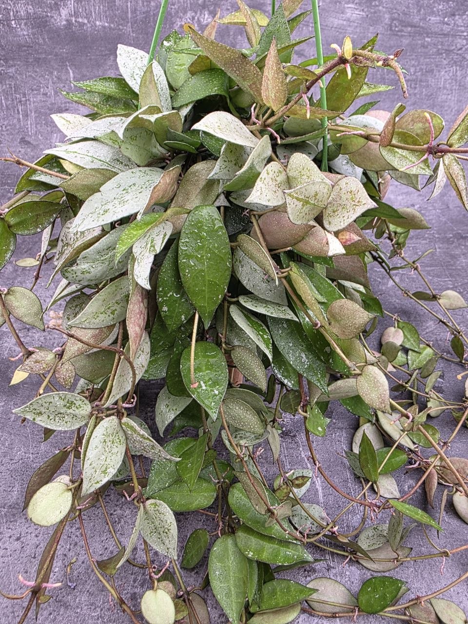 Hoya Eskymo závěs