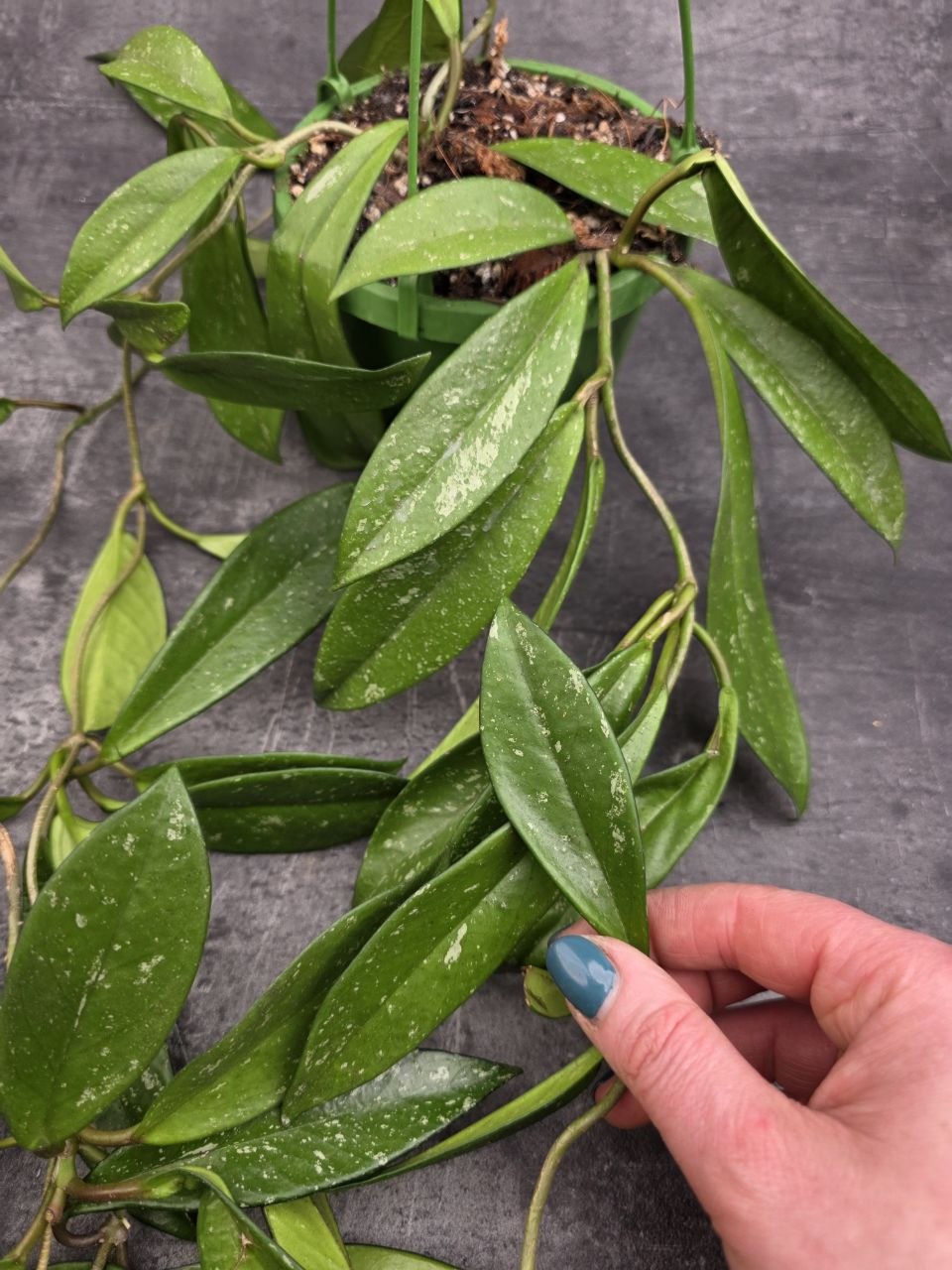 Hoya Carnosa Silverspots závěs