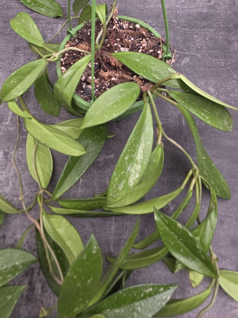 Hoya Carnosa Silverspots závěs