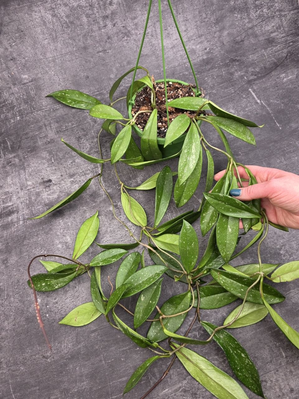 Hoya Carnosa Silverspots závěs