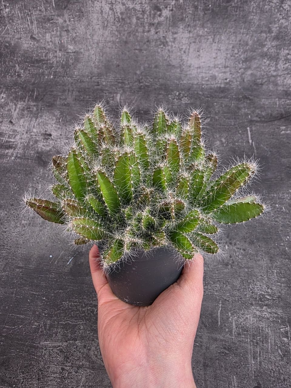 Hylocereus Undatus, miluje slunce