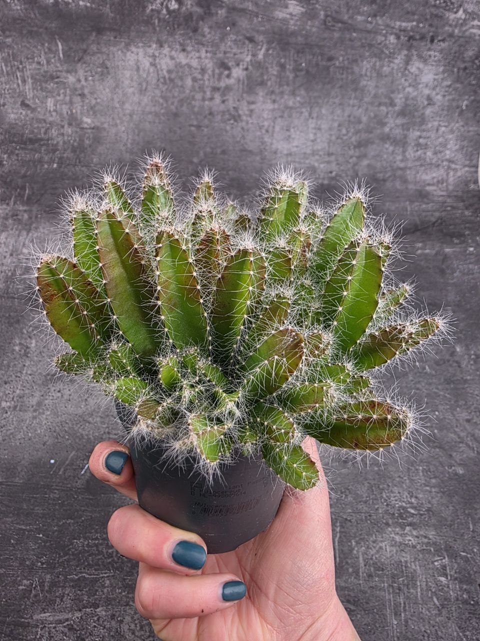 Hylocereus Undatus, miluje slunce
