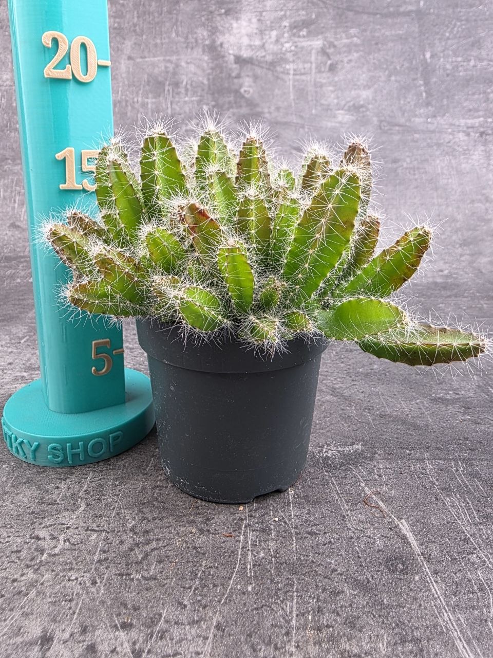 Hylocereus Undatus, miluje slunce