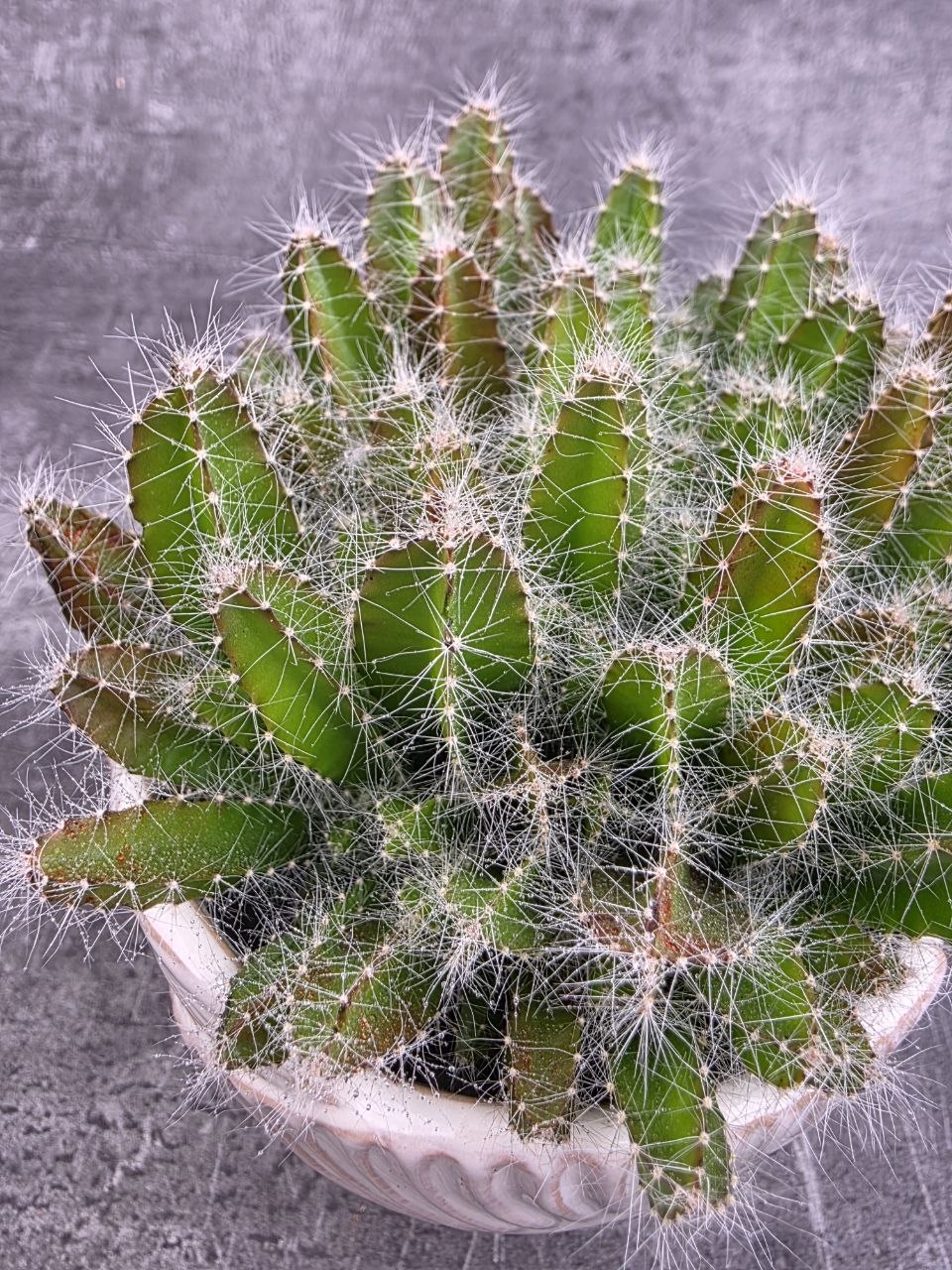 Hylocereus Undatus, miluje slunce