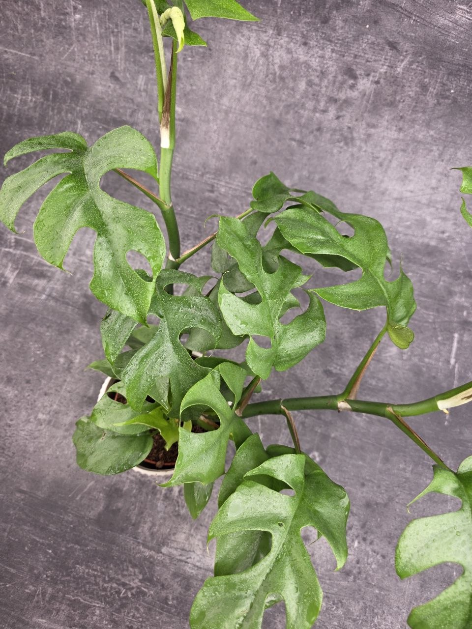 Rhapidophora Tetrasperma, rychle rostoucí šplhavka